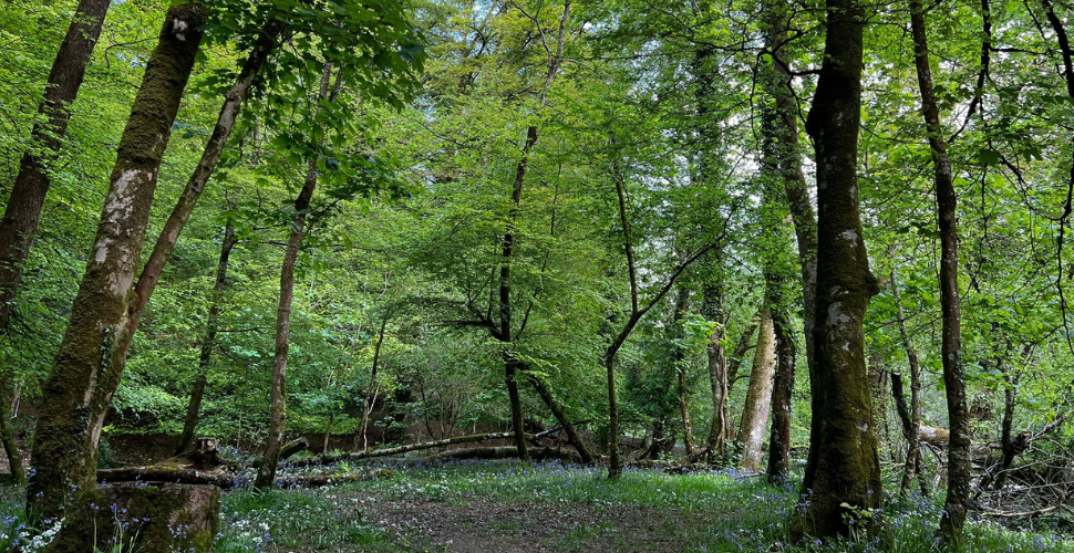 A picture of Plymbridge Woods in Plymouth